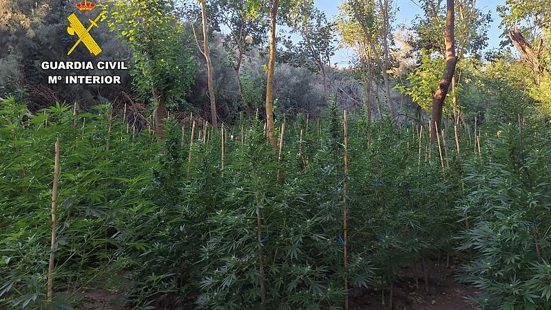 La Guardia Civil desmantela una plantación de 2.200 plantas de marihuana en Escatrón, Zaragoza