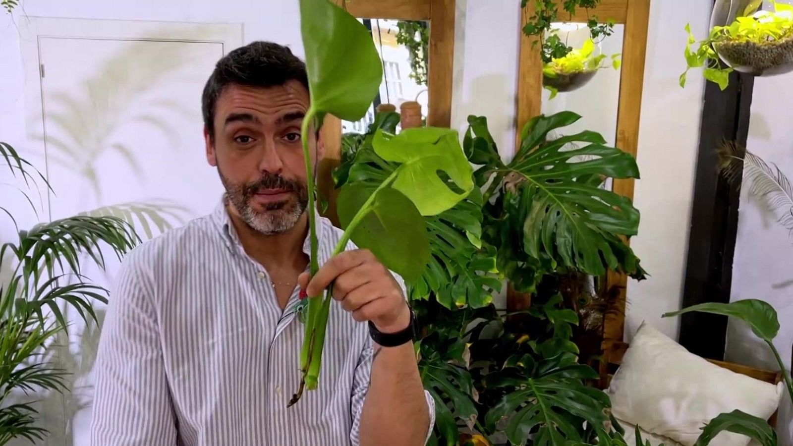 Plantar esqueixos - Va de Verd | RTVE Catalunya - Va de verd | Veure