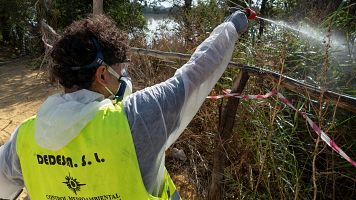 Tareas de fumigacin contra la propagacin del mosquito en la Puebla del Ro, Sevilla