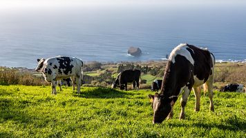 Cambios de alimentacin en las vacas para mitigar el metano