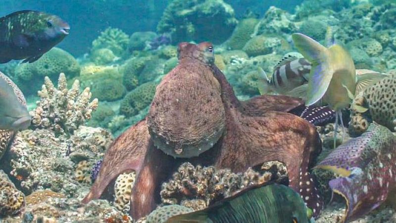 Los pulpos y los peces cazan juntos estableciendo complejas interacciones grupales