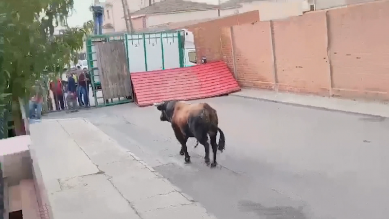 Un muerto y tres heridos, entre ellos una nia, al escaparse un toro de un encierro en Pantoja, en Toledo