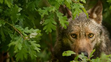 La UE estudia rebajar la proteccin del lobo.