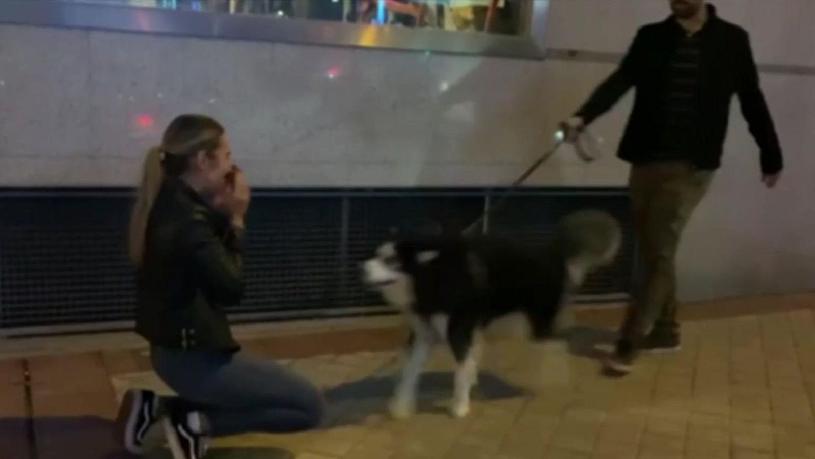 Una mujer, víctima daños morales por no ver a su perro durante diez meses | Ver