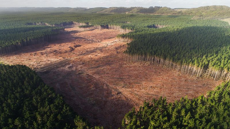 Bruselas pide retrasar un año el veto a las ventas de café, cacao o aceite de palma que causen deforestación