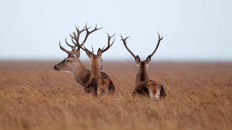 La población de ciervos de Doñana alcanza la abundancia previa a la sequía de 2005