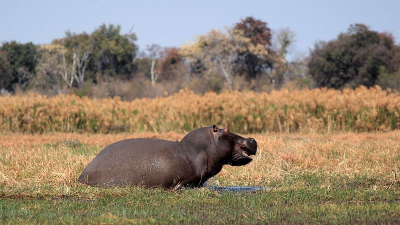 Más de cien hipopótamos muertos en Namibia por un posible brote de ántrax
