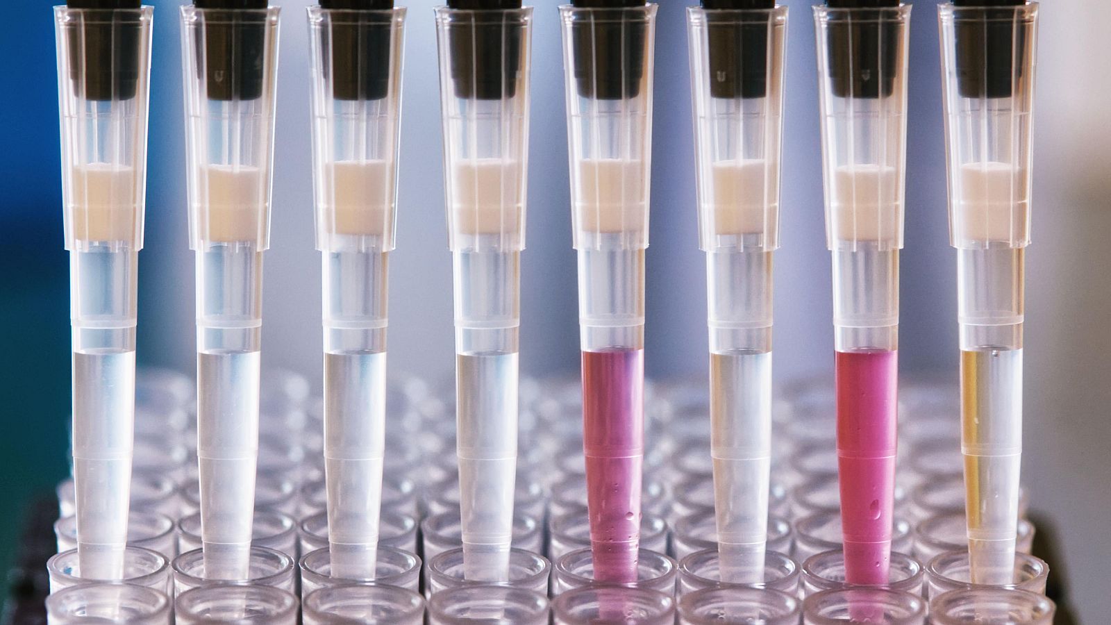 Así funciona un banco de tejidos o biobanco en España | Ver