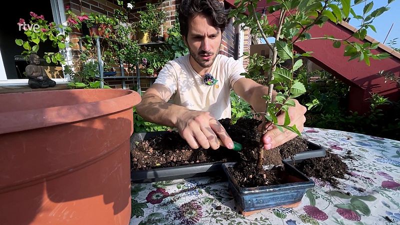 Com fer un bonsai a casa fàcilment