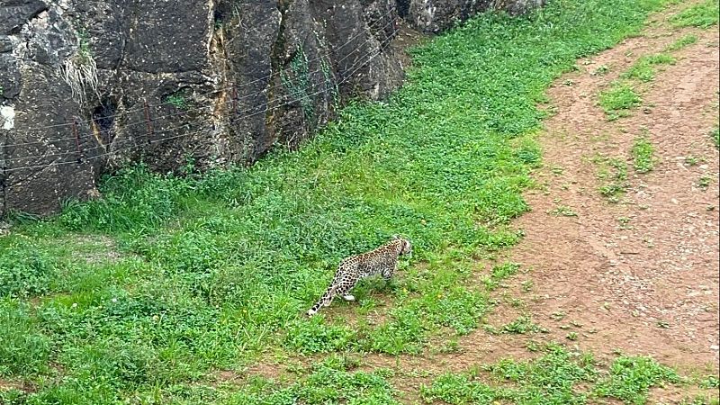 Cabárceno incorpora una nueva especie protegida con la llegada de dos leopardos persas