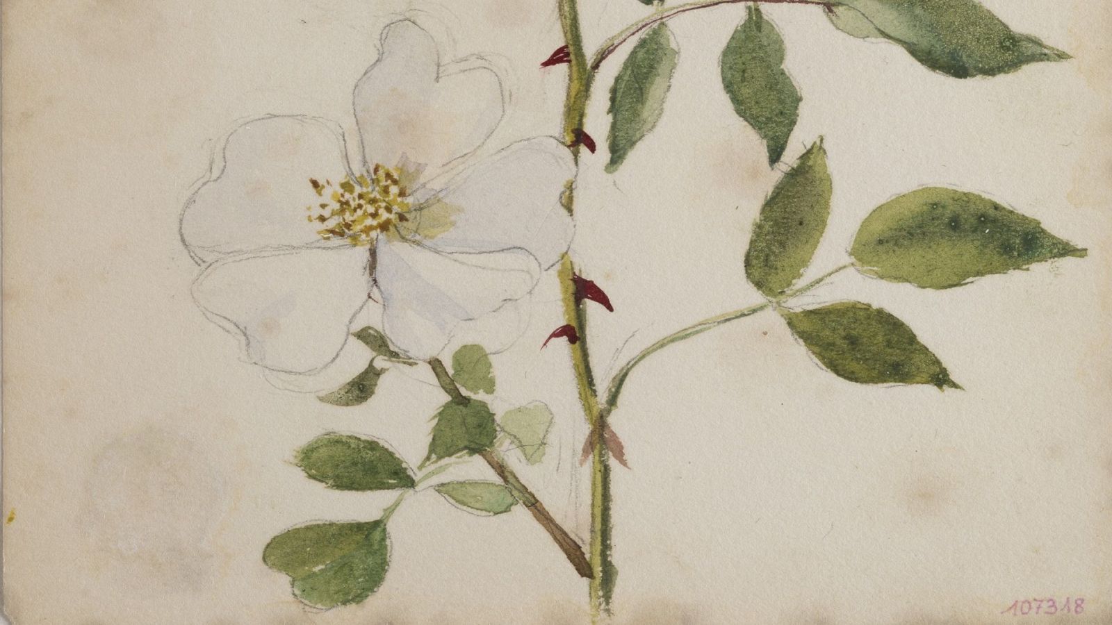 Les plantes a les obres mestres de la pintura - Va de Verd - Va de verd | Veure