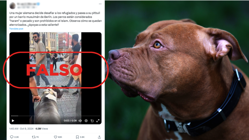 No es una mujer "desafiando" a refugiados con su pitbull en un barrio musulmán de Berlín, es falso