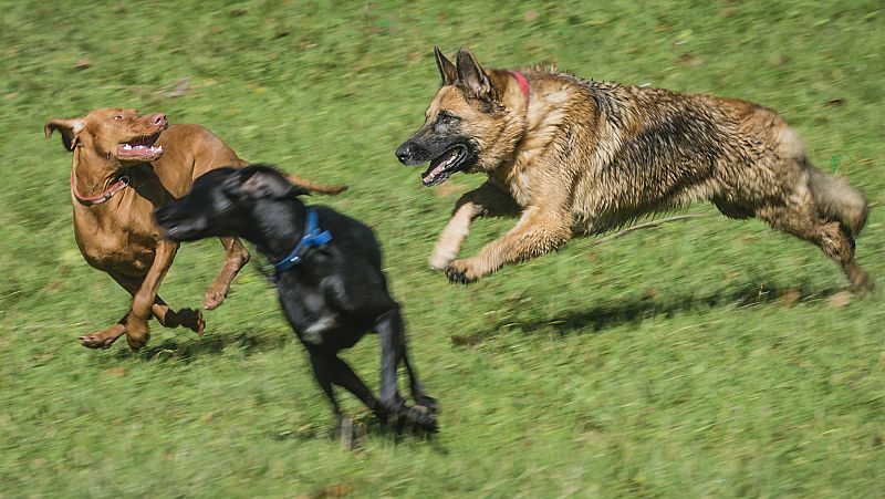 Los perros, siempre atados por la vía pública