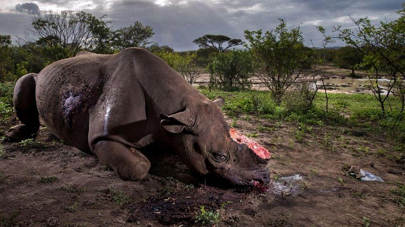 Un rinoceronte mutilado, imagen ganadora en el 'Wildlife Photographer 2017'