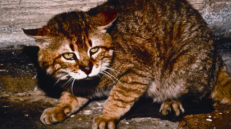 Hallan en Creta un gato salvaje que se creía extinguido