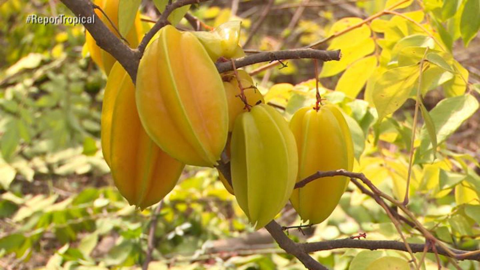 Repor - Boom tropical