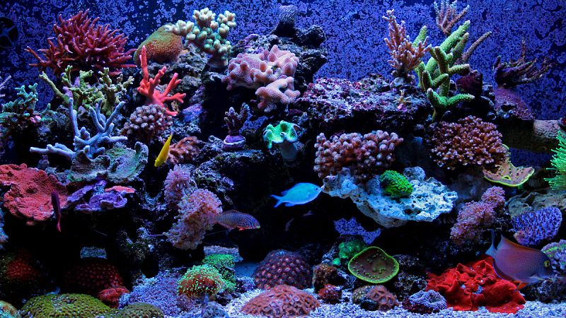Los corales comen plástico porque les resulta sabroso