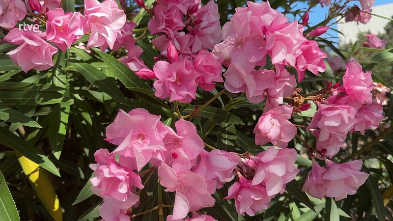 La flora africana a Catalunya