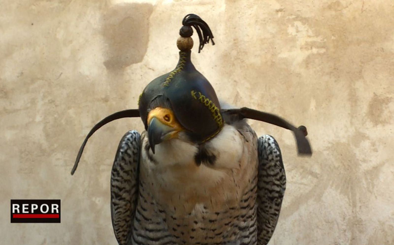 REPOR - Se vende halcón