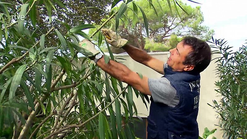 Com es poden les plantes de forma correcta? Les tècniques més eficaces