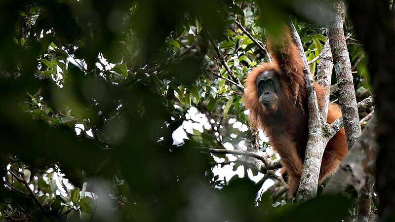 Descubren en Sumatra una nueva especie de orangután, el primer gran simio catalogado desde 1929