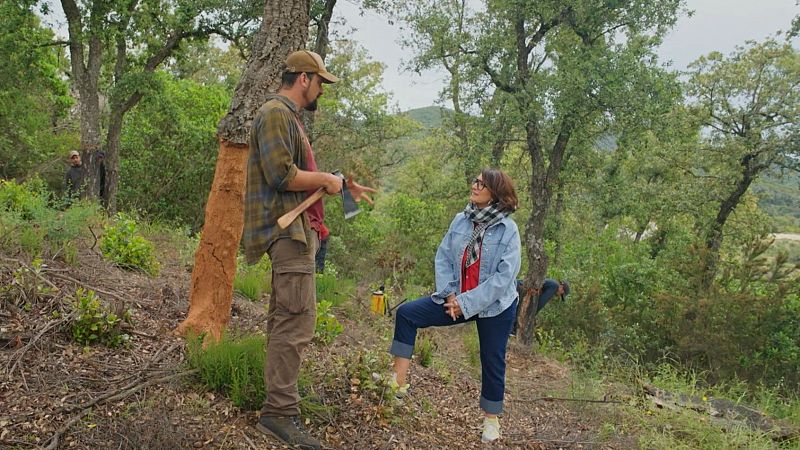 D’on surt el suro? Així és com s’extrau dels arbres