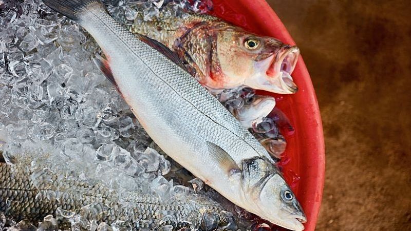 Quins són els peixos més contaminants i quin nivell de tòxic tenen?