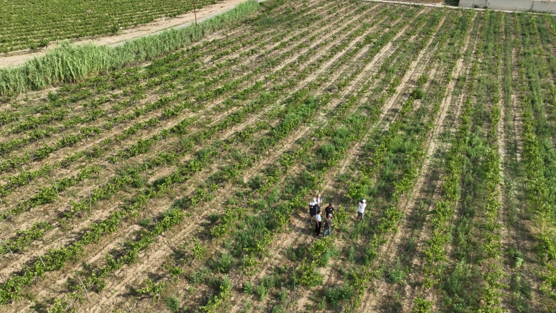 El sector del vino lucha a contrarreloj contra el cambio climtico