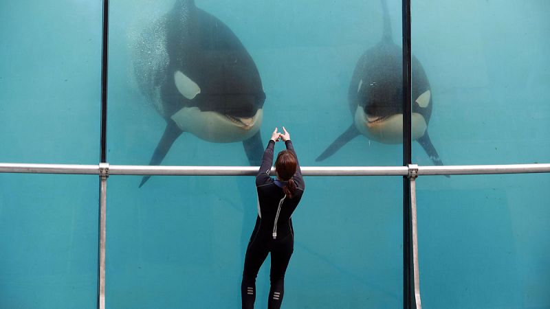 Las orcas de parques turísticos sufren daños en los dientes por su cautiverio