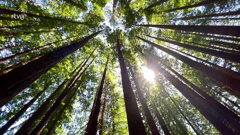 Aquest és el bosc de sequoies més gran d'Europa que et transportarà a Califòrnia