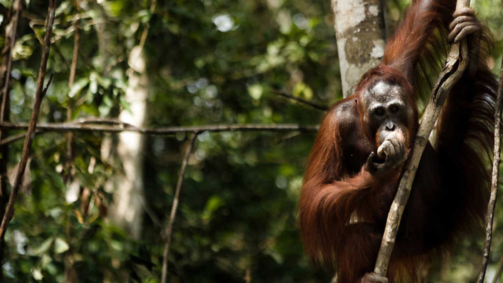 En portada - Ecocidio - ver ahora