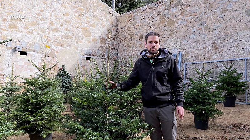 Aquests són els trucs per cuidar l'avet i la ponsètia quan acaba el Nadal