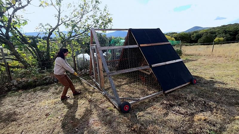 Chicken tractor, una tècnica d'agricultura regenerativa