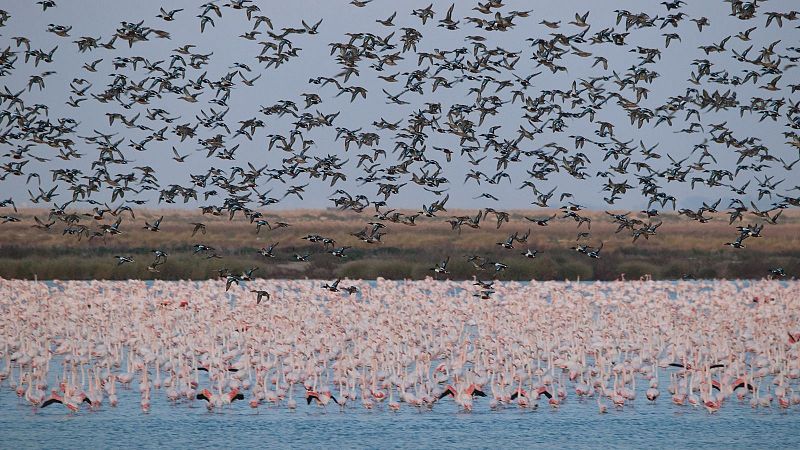 Lo que pasa en Doñana no se queda en Doñana: el declive de las lagunas impacta en las aves de toda Europa