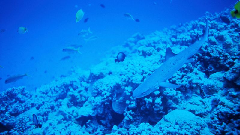 Las islas del Pacífico perderán hasta un 80% de las especies marinas por el cambio climático
