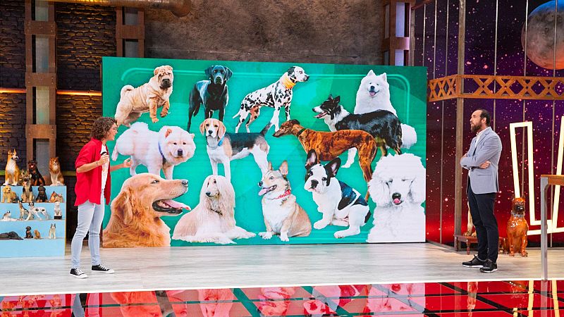 'Órbita Laika' desvela la evolución de los perros y sus increíbles habilidades