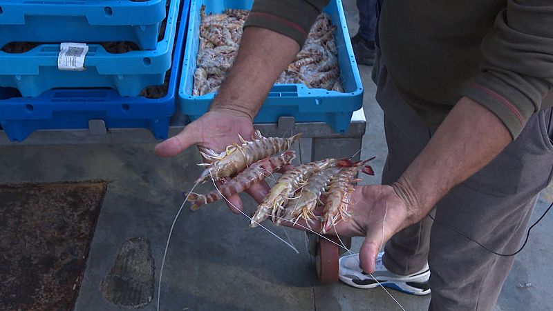 De dnde viene el langostino que llevamos a casa en Navidad?