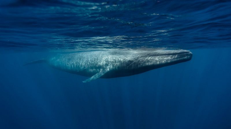 Las ballenas azules son diestras a gran profundidad y zurdas en la superficie del agua