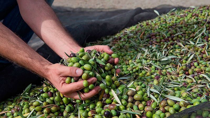 EE.UU. impone un arancel a la aceituna española al considerar que se importa por debajo del precio de mercado