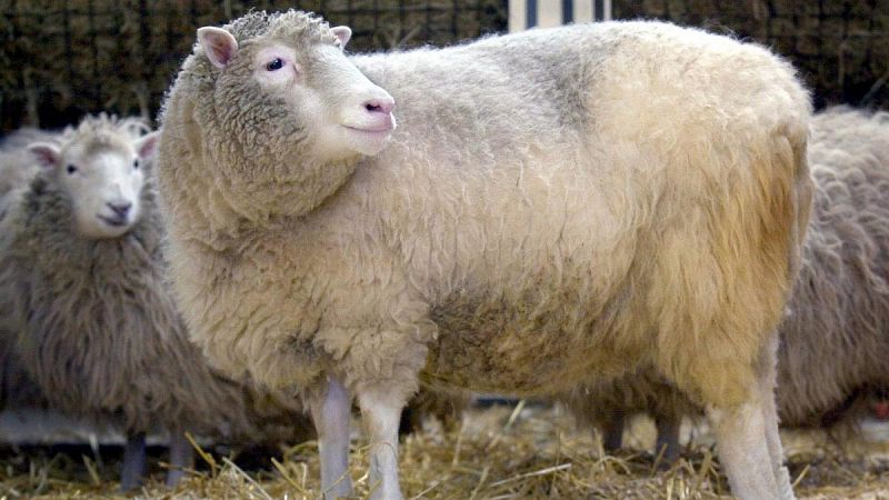 La clonación no provocó en la oveja Dolly osteoartritis prematura