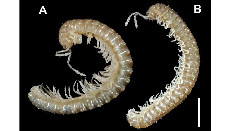 Descubren una nueva especie de "milpiés" en el subsuelo de la Sierra de Guadarrama