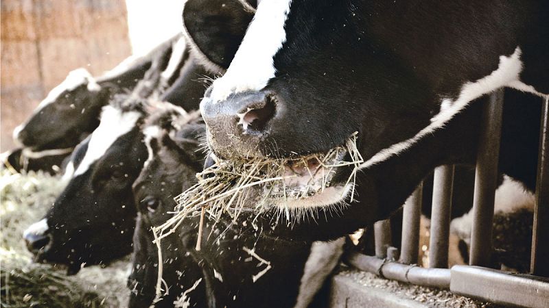 Detectado un caso de 'vaca loca' en una explotación de Salamanca
