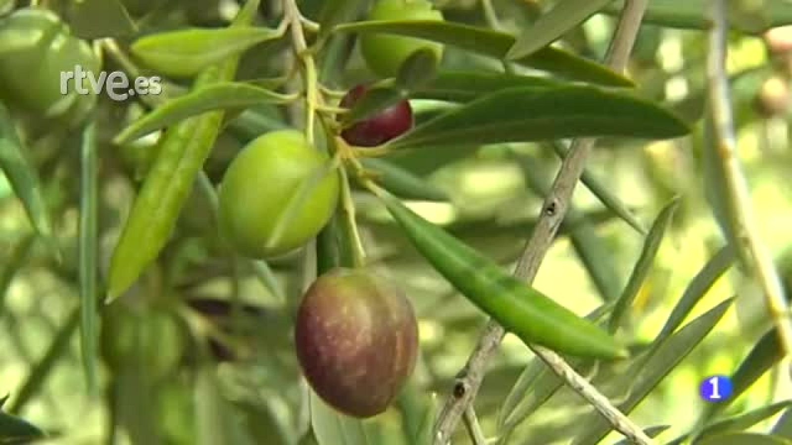 Satisfacción entre los agricultores andaluces por la ampliación del uso del glifosato | Ver