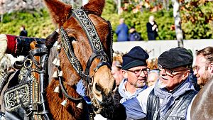 Els Tres Tombs a Igualada, el 2024. Una tradici de fa ms de 200 anys que cada cop t ms oposici