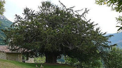 Documentos RNE - Árboles de junta, guardianes de la palabra - 12/07/18 - escuchar ahora