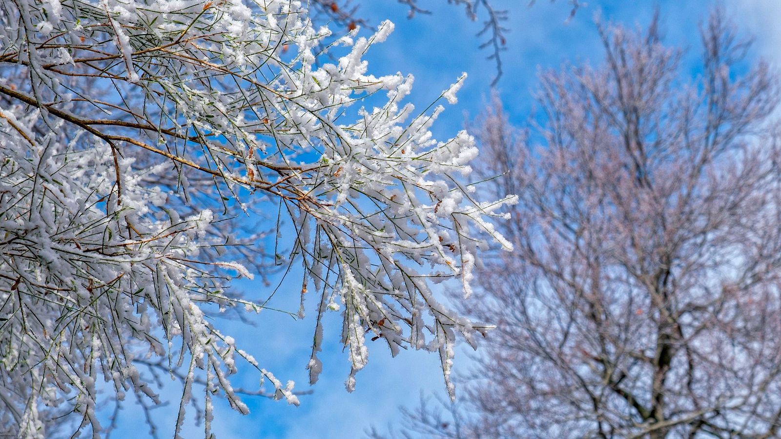 El tiempo matinal - 13/01/2025 - El tiempo | Ver