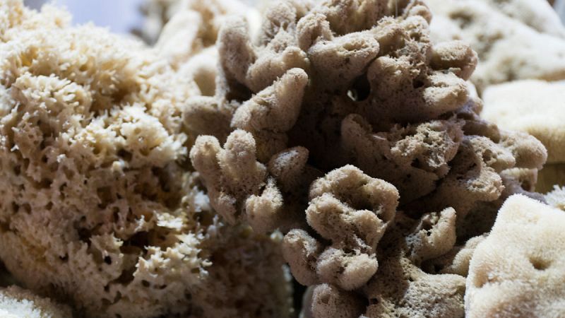 Un estudio revela que las esponjas simples son los ancestros más antiguos de los animales