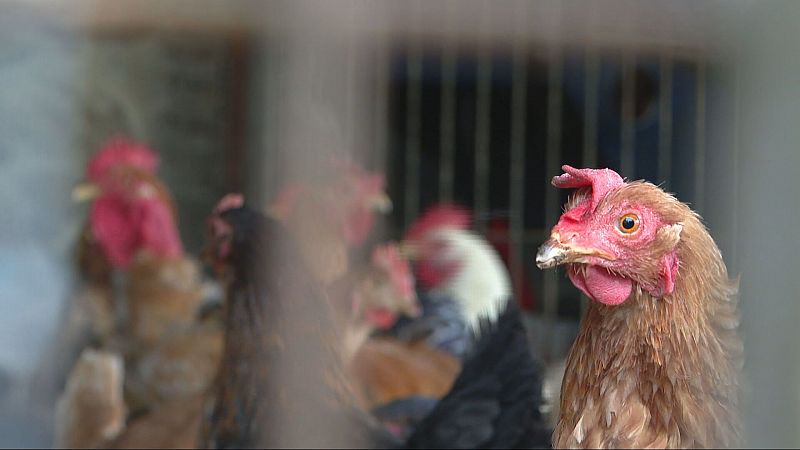 Espaa prohbe desde este lunes la cra de gallinas al aire libre por el riesgo delagripeaviar