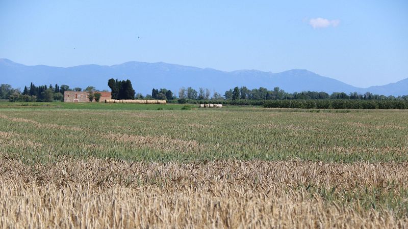 Els pagesos de l'Alt Empordà volen ajudes si no poden plantar blat de moro