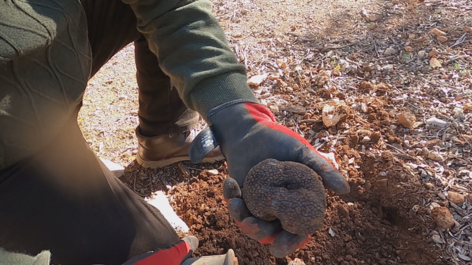 La trufa negra salva a muchos pueblos de Teruel de la despoblación - Noticias Aragón | Ver
